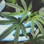 Lucky Chuckie Weed Delivery DC