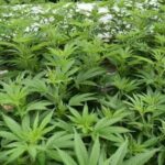 Lucky Chuckie Weed Delivery DC