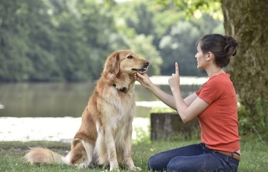 How to Find the Best K9 Puppy Training Near Houston, TX?