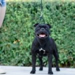 Right Trainer for Your Canine