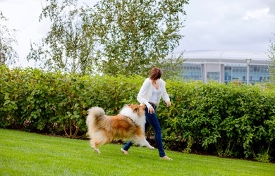 Let’s Find The Best Way To Train Your Dog!