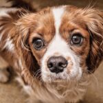Practical Solutions for Common Dog Behavior Problems