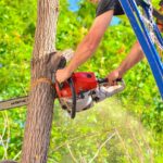 Tree service