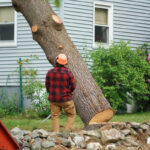 Tree Removal