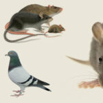 Société de Dératisation