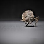 Traitement Punaises de Lit