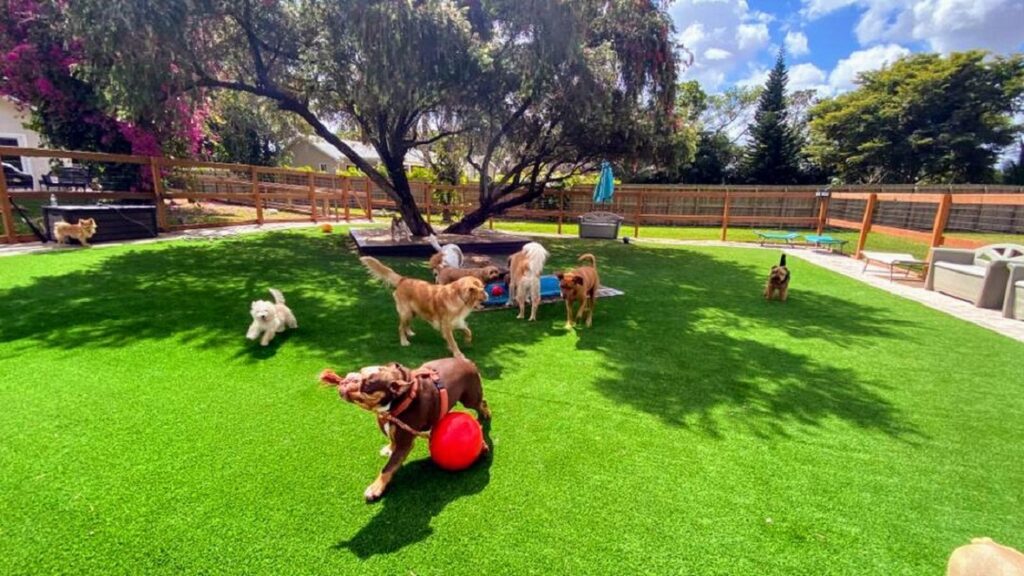 Dog Ranch