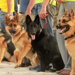 K9 training