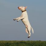 Best dog training Houston