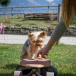 Premier Dog Training