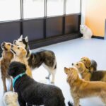 Dog Boarding in Houston