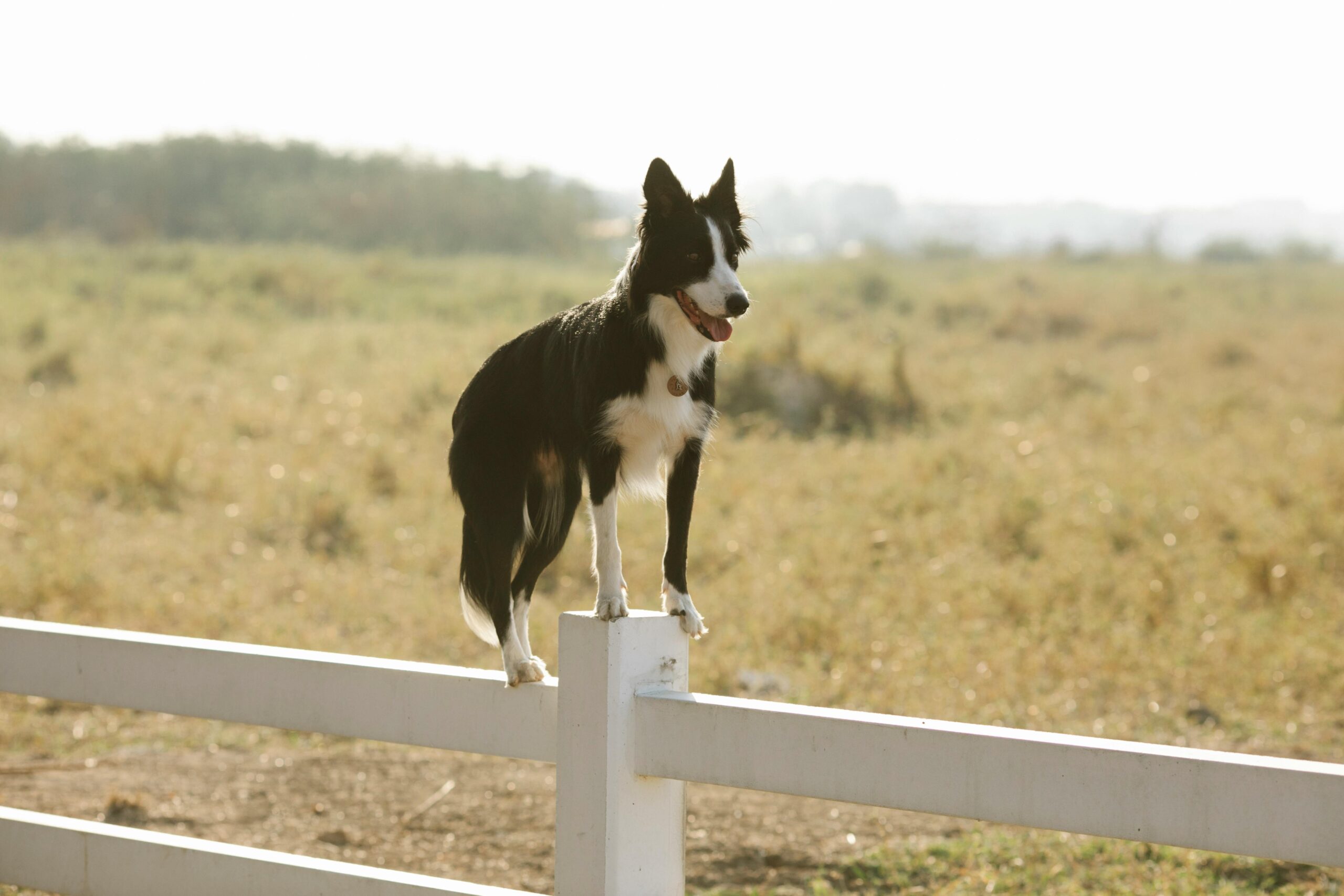 The Dog Ranch Houston Dog Ranch Review | Premier Dog Boarding & Training